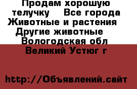 Продам хорошую телучку. - Все города Животные и растения » Другие животные   . Вологодская обл.,Великий Устюг г.
